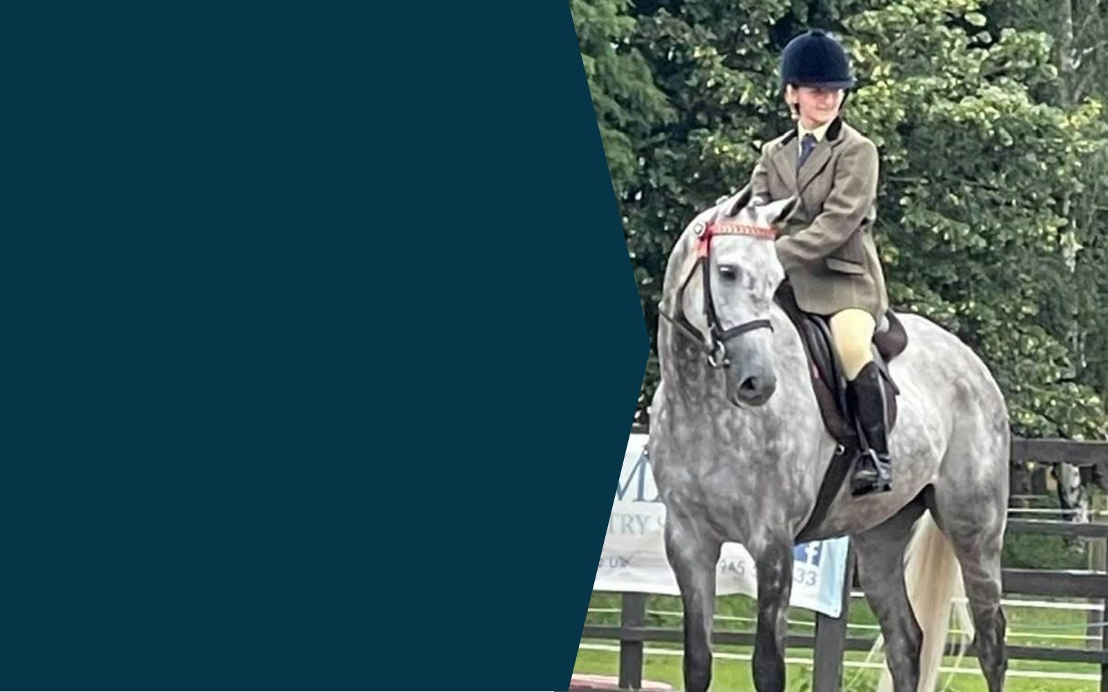 retired grey and white horse