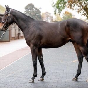 Cracksman x Ocelot - 8.5% Share