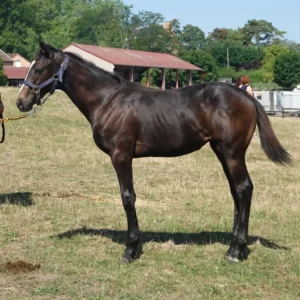 Cokoriko x Iris De Montmarte - 25% Share